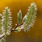 Zarte Blätter und Blüten