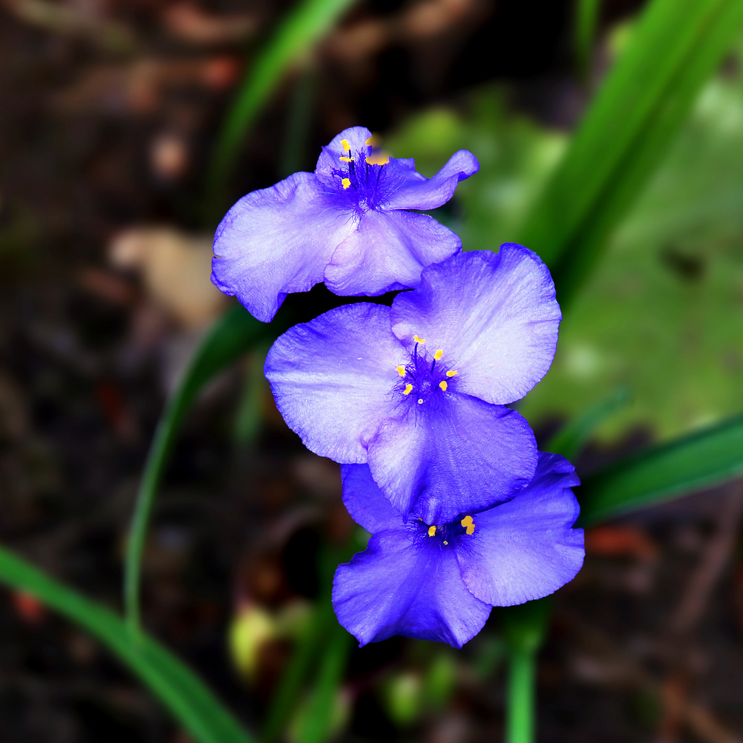 zarte blaue Blümchen....