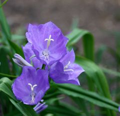 zarte blaue Blümchen