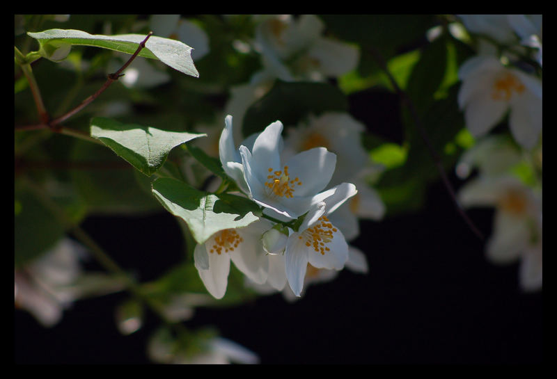 zarte Blüte