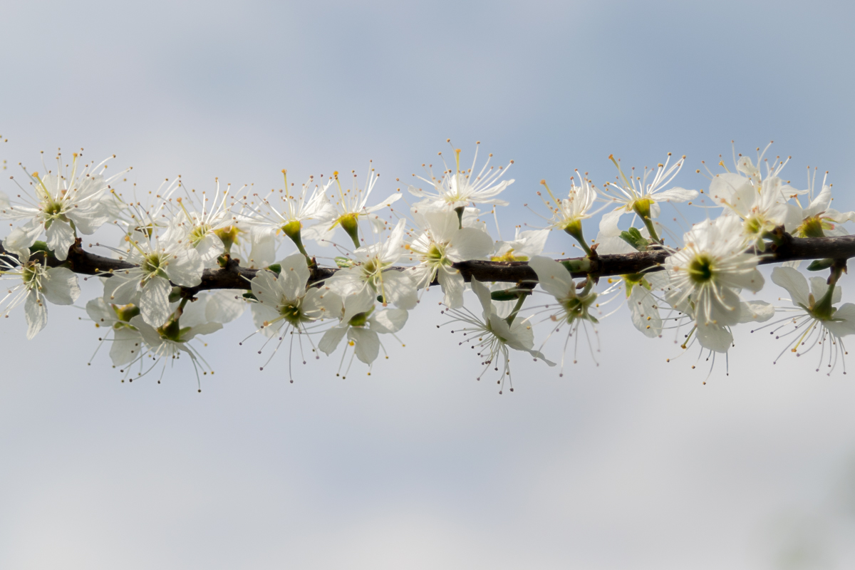 Zarte Blüte