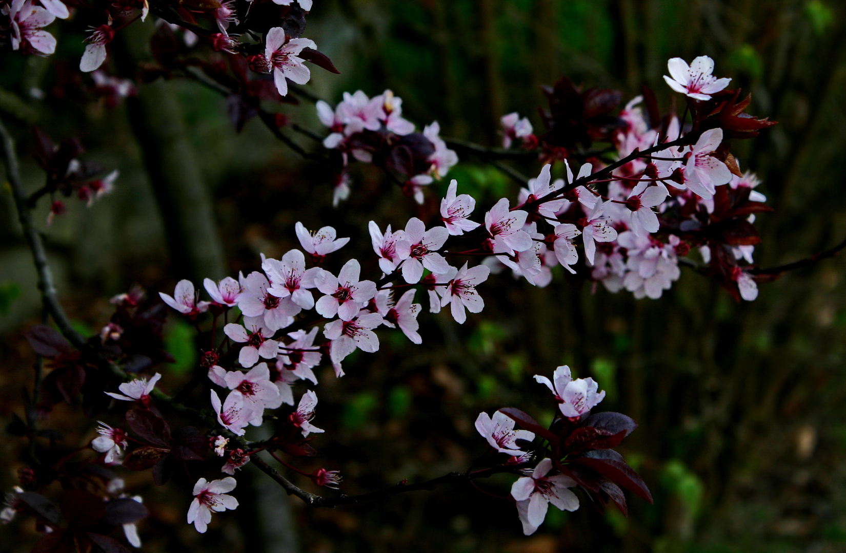 zarte Blüte