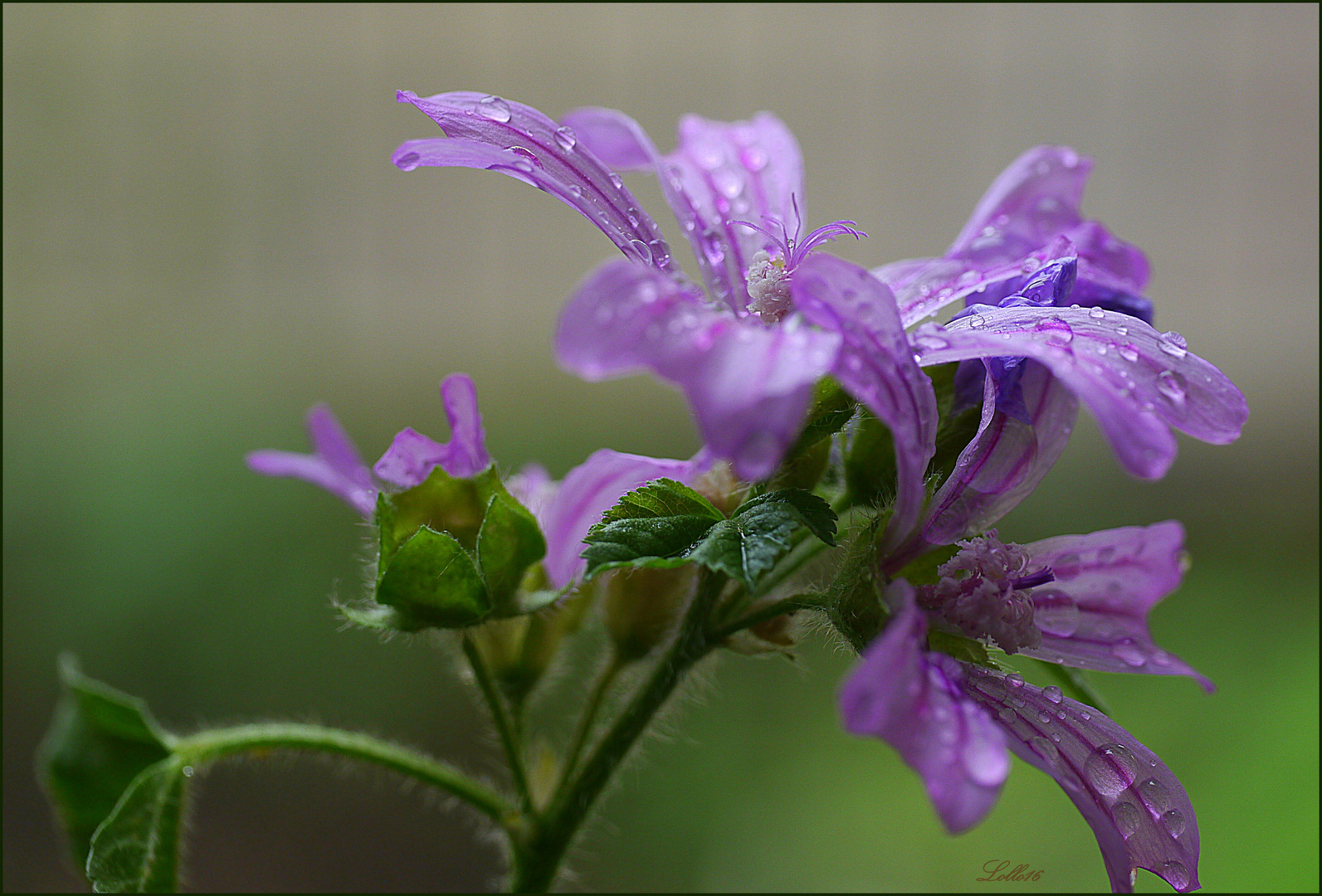 Zarte Blüte ...