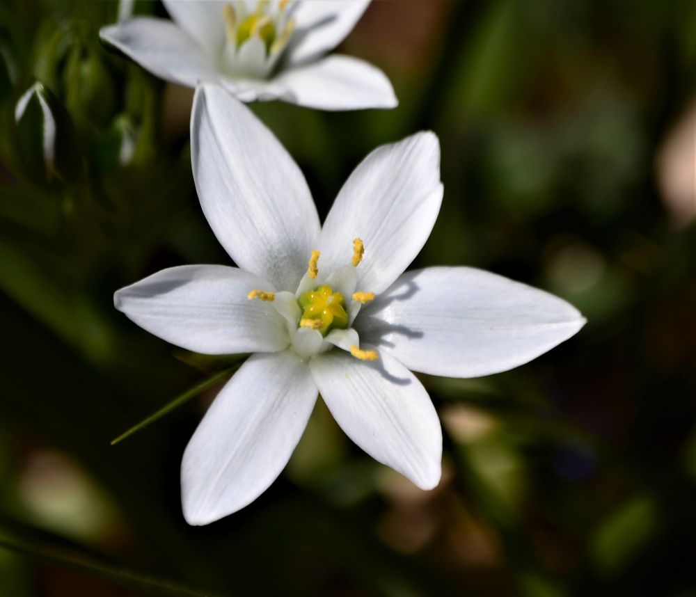 Zarte Blüte