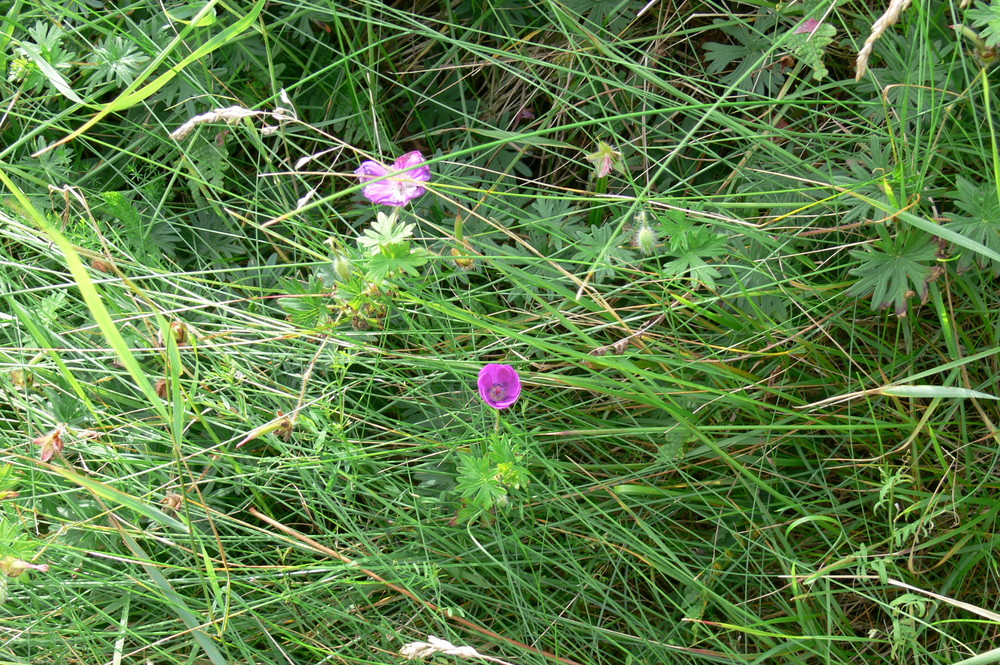 Zarte Blüte am Wegesrand