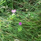 Zarte Blüte am Wegesrand