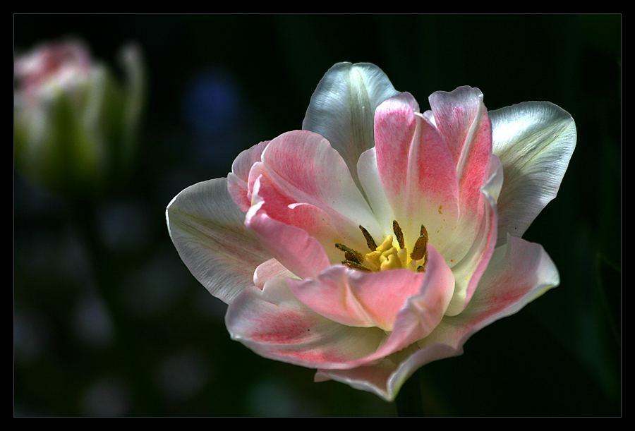 zarte Blüte von PikeandPaddy 