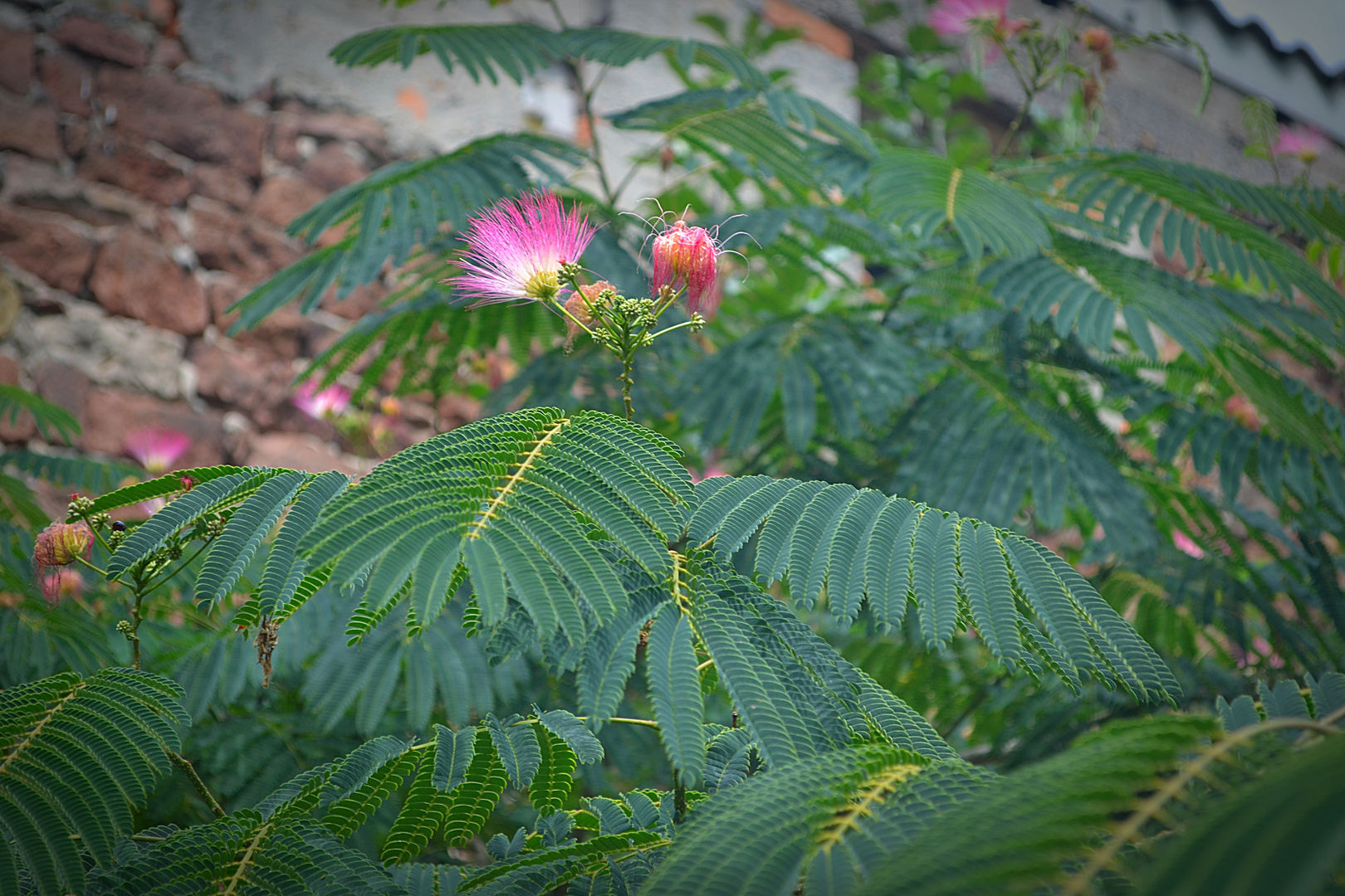 Zarte Blüte des Schlaf- oder Seidenbaumes