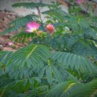 Zarte Blüte des Schlaf- oder Seidenbaumes