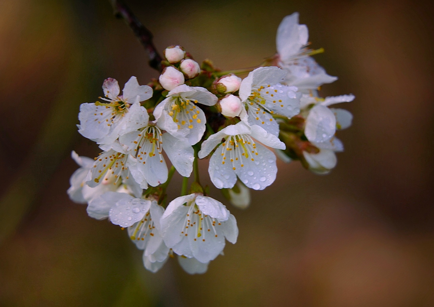 Zarte Blüte eines Strauches