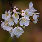 Zarte Blüte eines Strauches