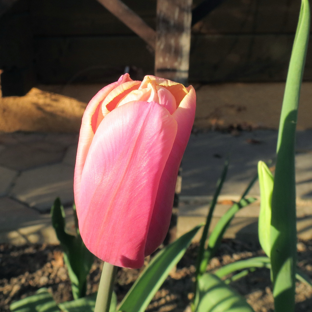 Zarte Blüte im Abendlicht!