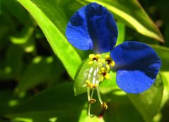 Zarte Blüte im Frühling auf SAMOS