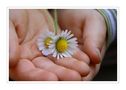 DE: Zarte Blüte in Kinderhand de Kiwis-Nest 