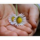 Zarte Blüte in Kinderhand
