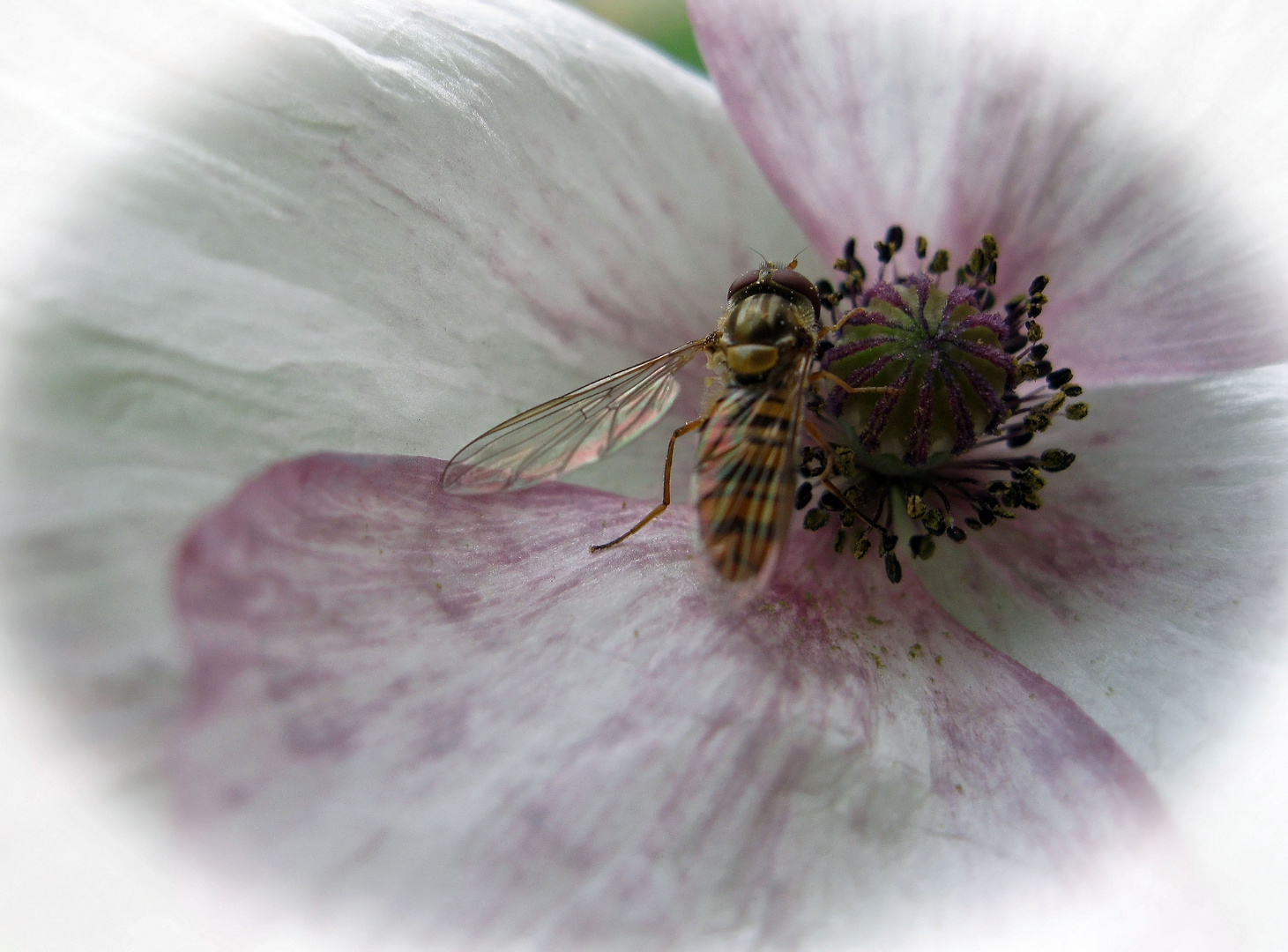 Zarte Blüte mit Besuch