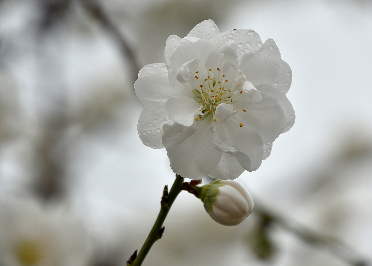 Zarte Blüte nach dem Regen