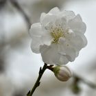 Zarte Blüte nach dem Regen