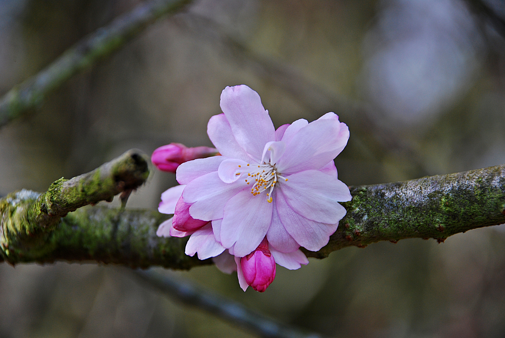 Zarte Blüte und knochiges Holz