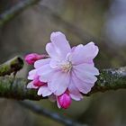 Zarte Blüte und knochiges Holz