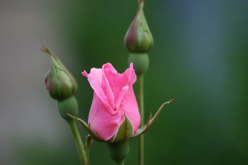 Zarte Blüte und Knospen