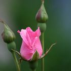 Zarte Blüte und Knospen