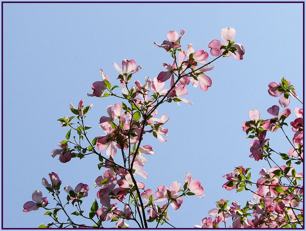 Zarte Blüte-Wien Botanische Garten