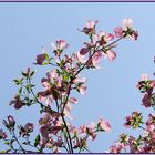 Zarte Blüte-Wien Botanische Garten