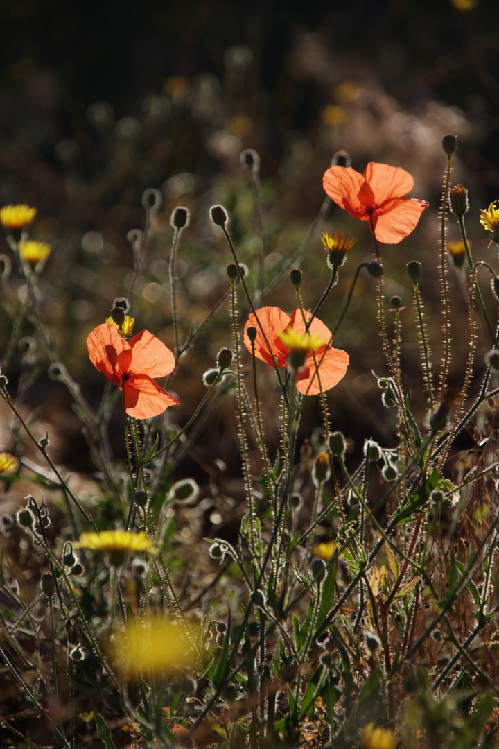 zarte Blüten