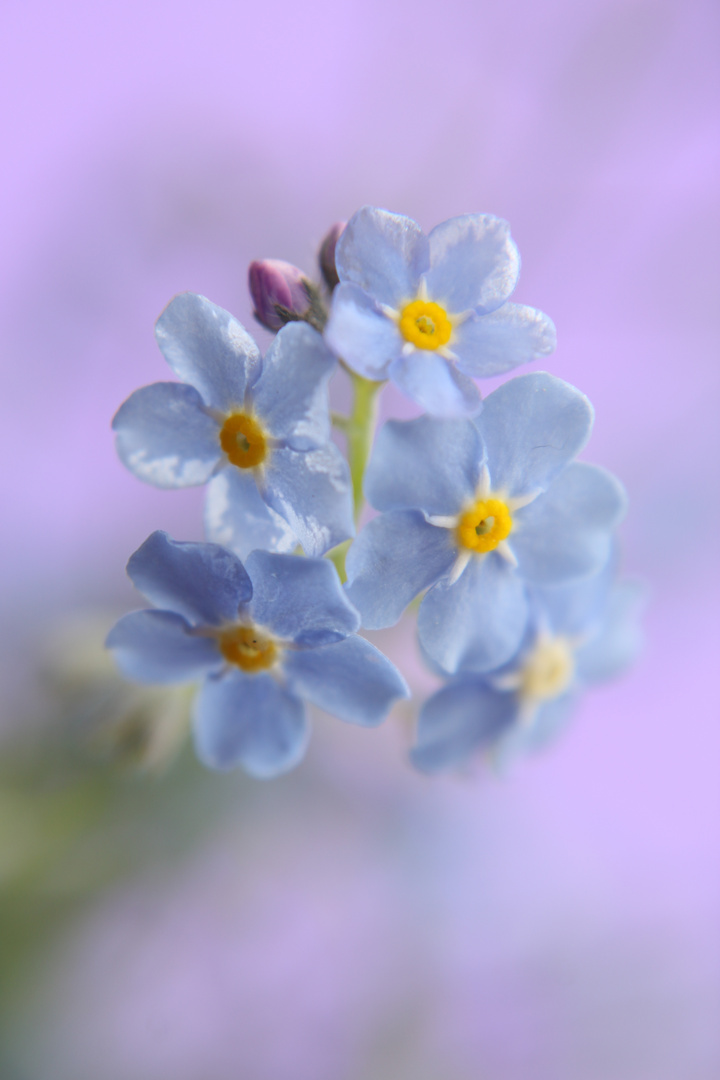 Zarte Blüten
