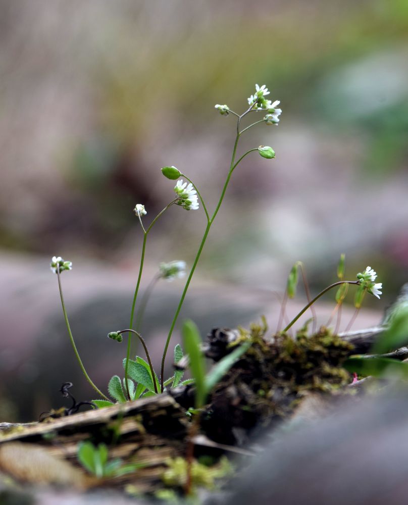 Zarte Blüten