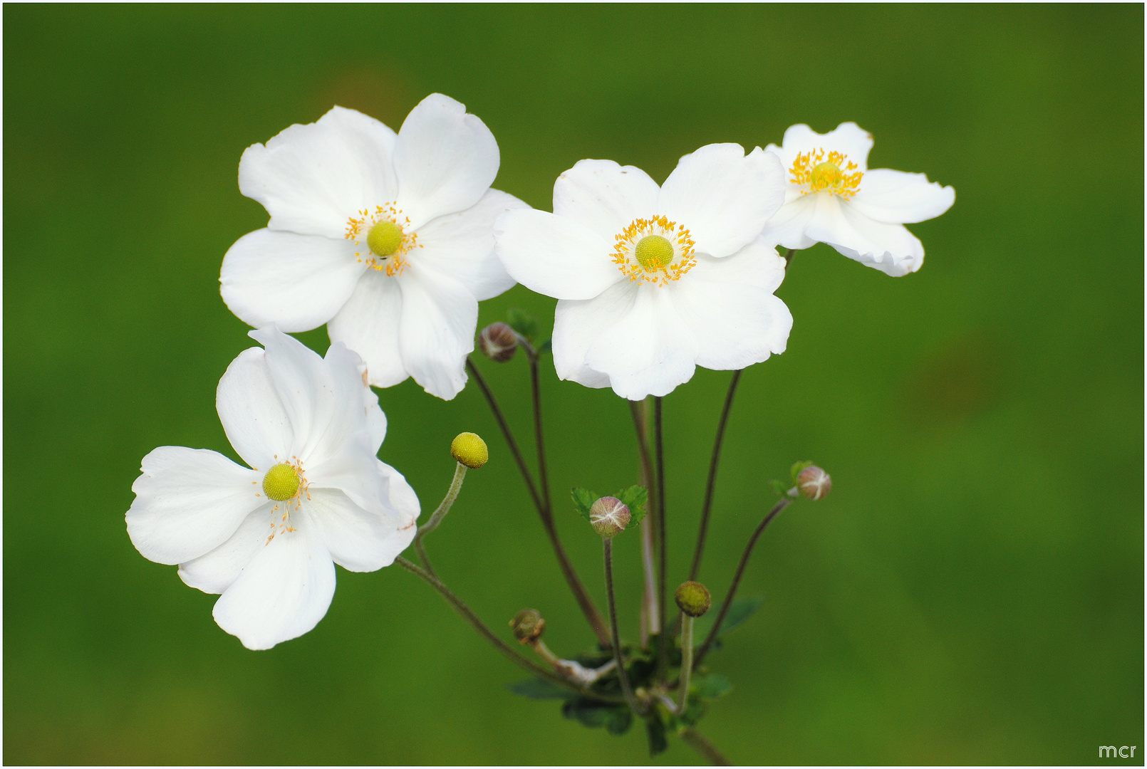 Zarte Blüten