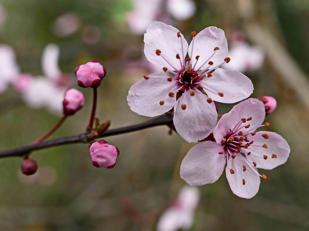 zarte Blüten