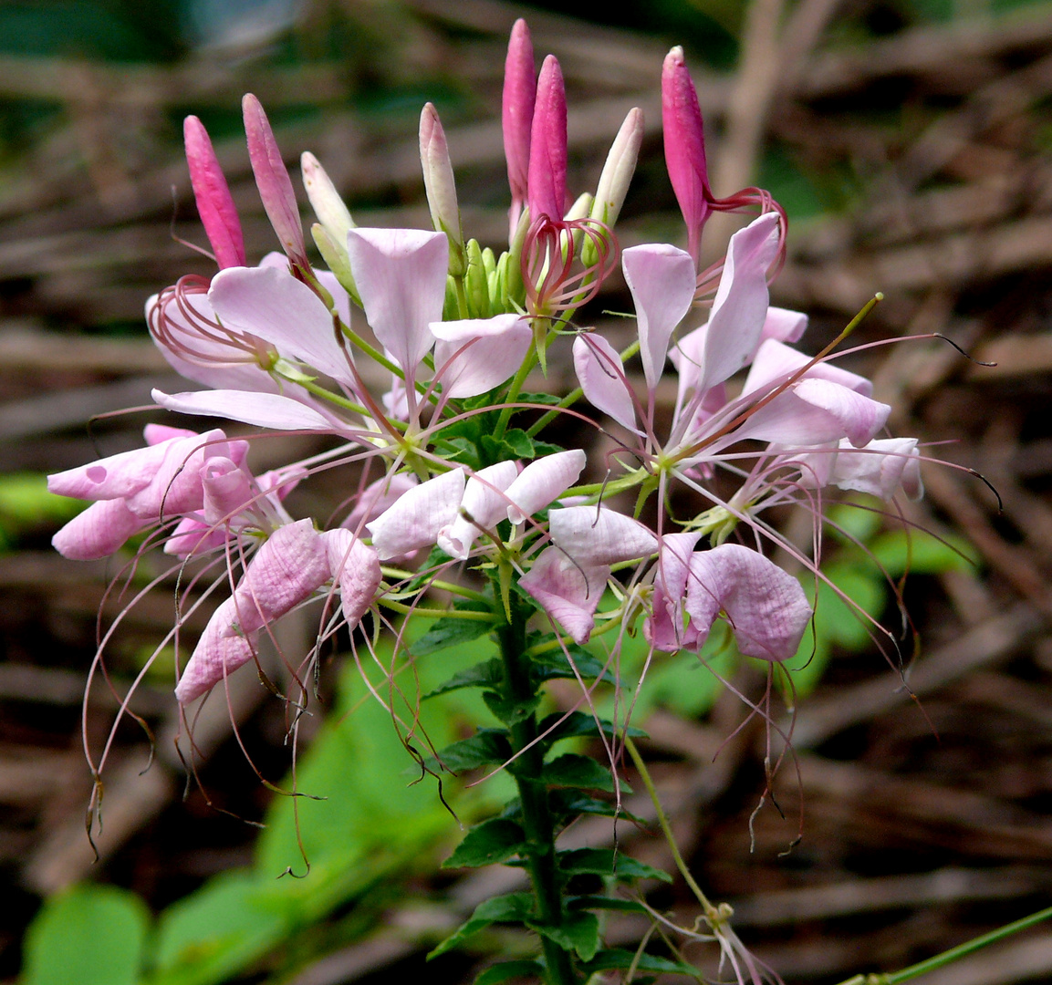 zarte Blüten