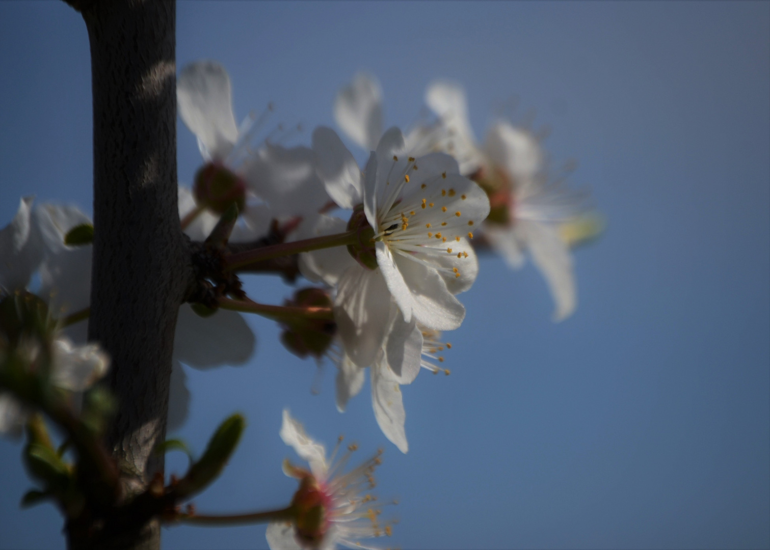 Zarte Blüten !