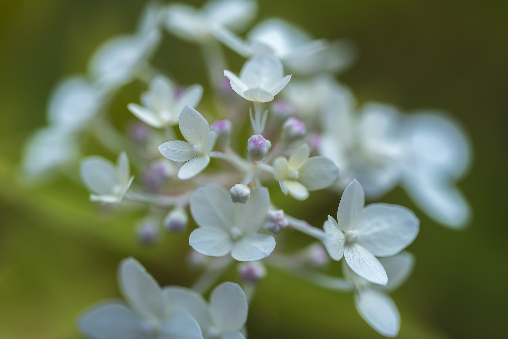 Zarte Blüten