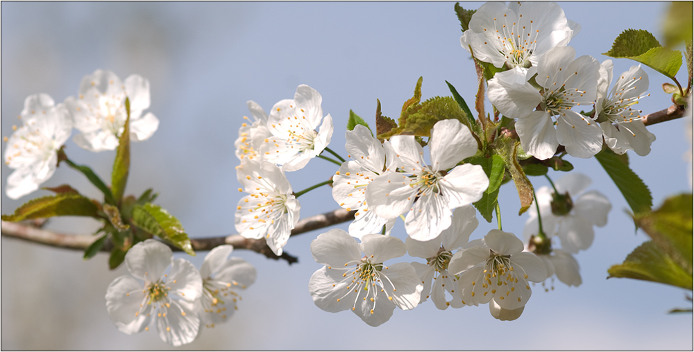 zarte Blüten