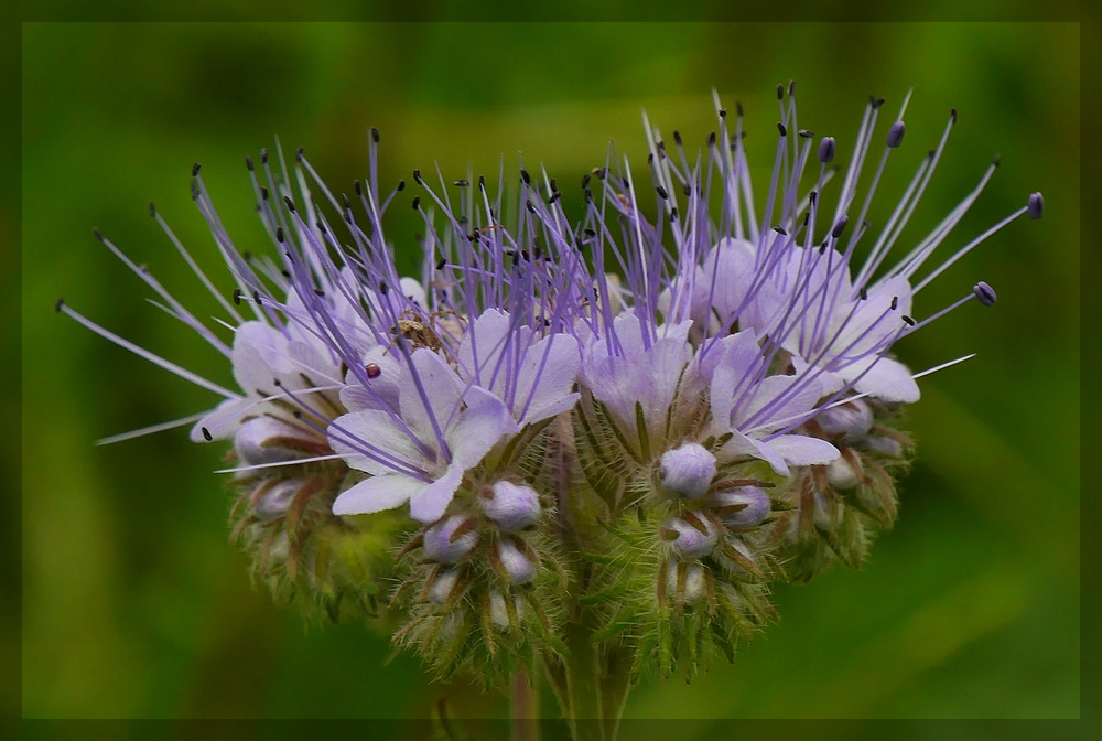 Zarte Blüten