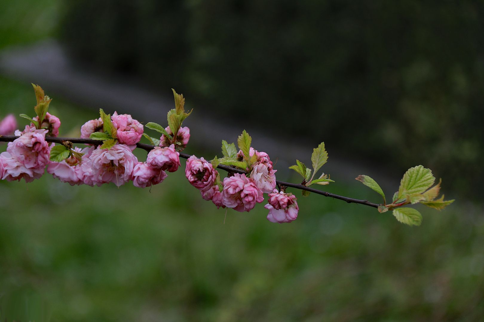 Zarte Blüten