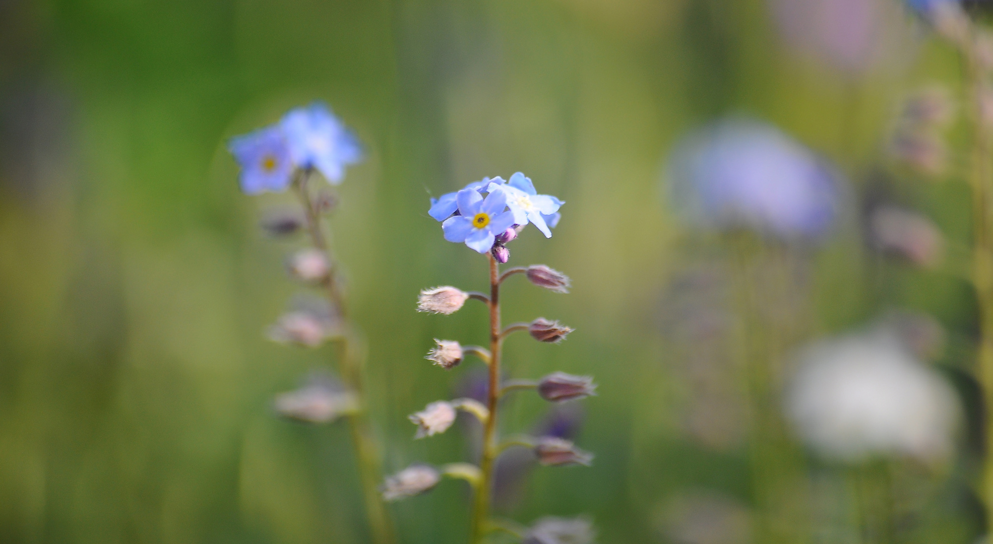 Zarte Blüten