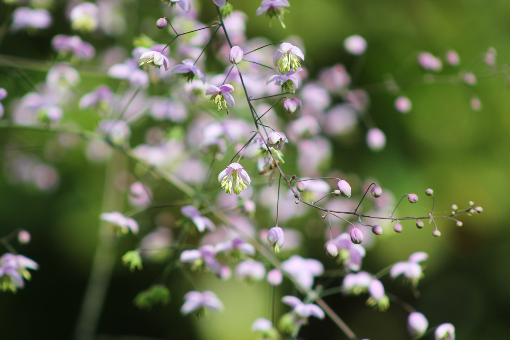 zarte Blüten