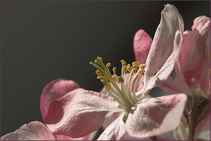 Zarte Blüten