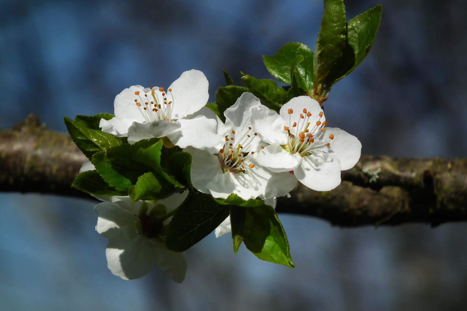 Zarte Blüten