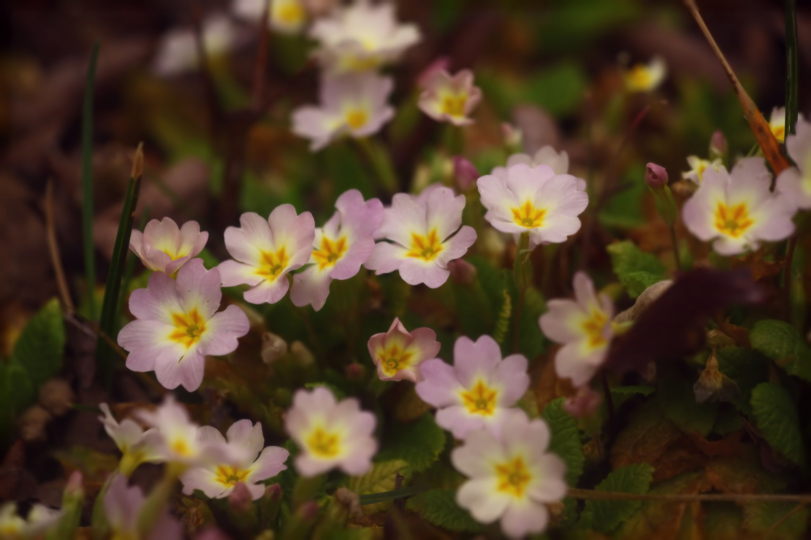 Zarte Blüten