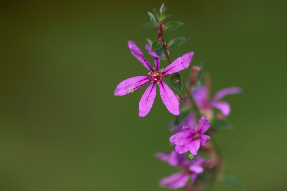 Zarte Blüten