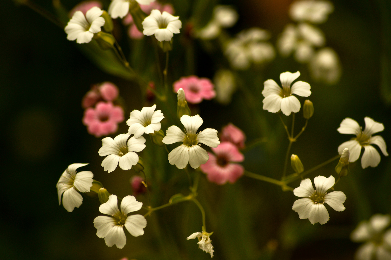 zarte Blüten