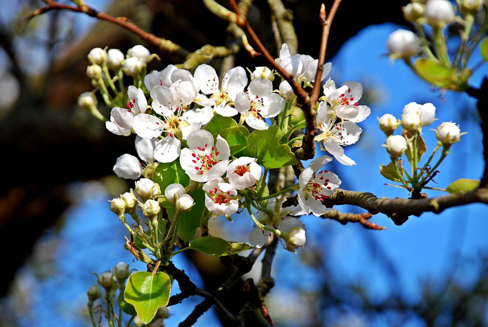 Zarte Blüten