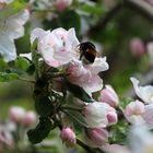 zarte Blüten am Apfelbaum 