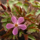 Zarte Blüten am Waldrand 1: Storchschnabel