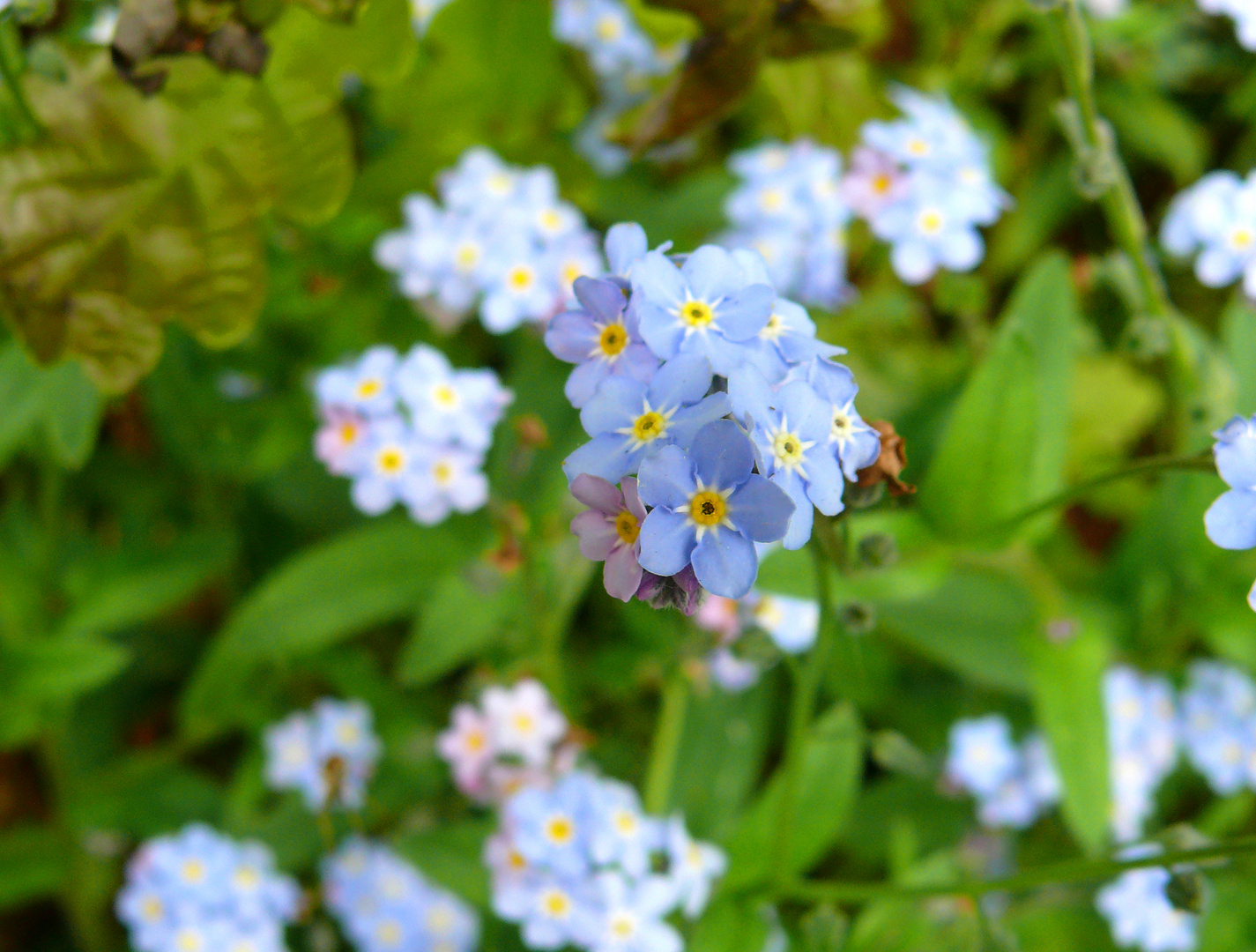 Zarte Blüten am Waldrand 2